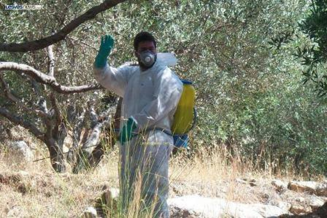 AΝΑΚΟΙΝΩΣΗ: Έναρξη δολωματικών ψεκασμών δακοκτονίας