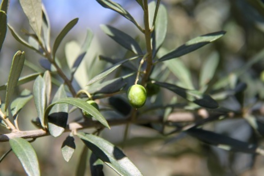 ΑΝΑΚΟΙΝΩΣΗ: Οδηγίες – Συμβουλές από το Τμήμα Αγροτικής Ανάπτυξης του Δήμου, για τον τρόπο ελαιοσυλλογής