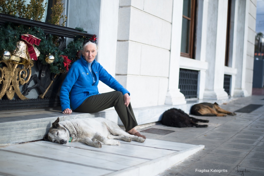 Letter to Dr. Jane Goodall