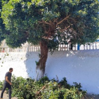 menetes 5