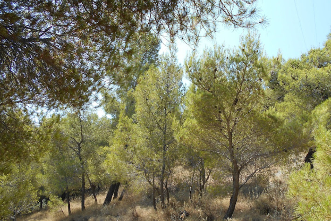 Ο Δήμος Καρπάθου Εντάσσεται στο Χρηματοδοτικό Πρόγραμμα του Πράσινου Ταμείου “Προστασία και Αναβάθμιση Δασών 2024”